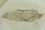 Fossil Leaf (Macginitiea & Allophylus) Plate - Insect Predation! #356064-2